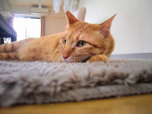 じゅうたんに寝る猫